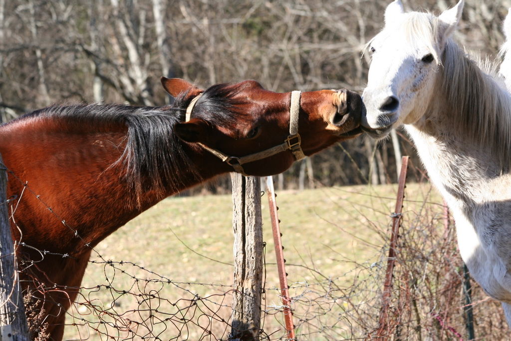Kalt- und Warmblüter