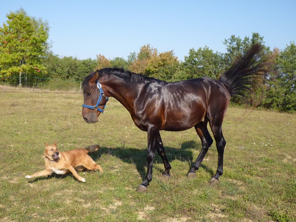 Das Leben mit einem Pferd