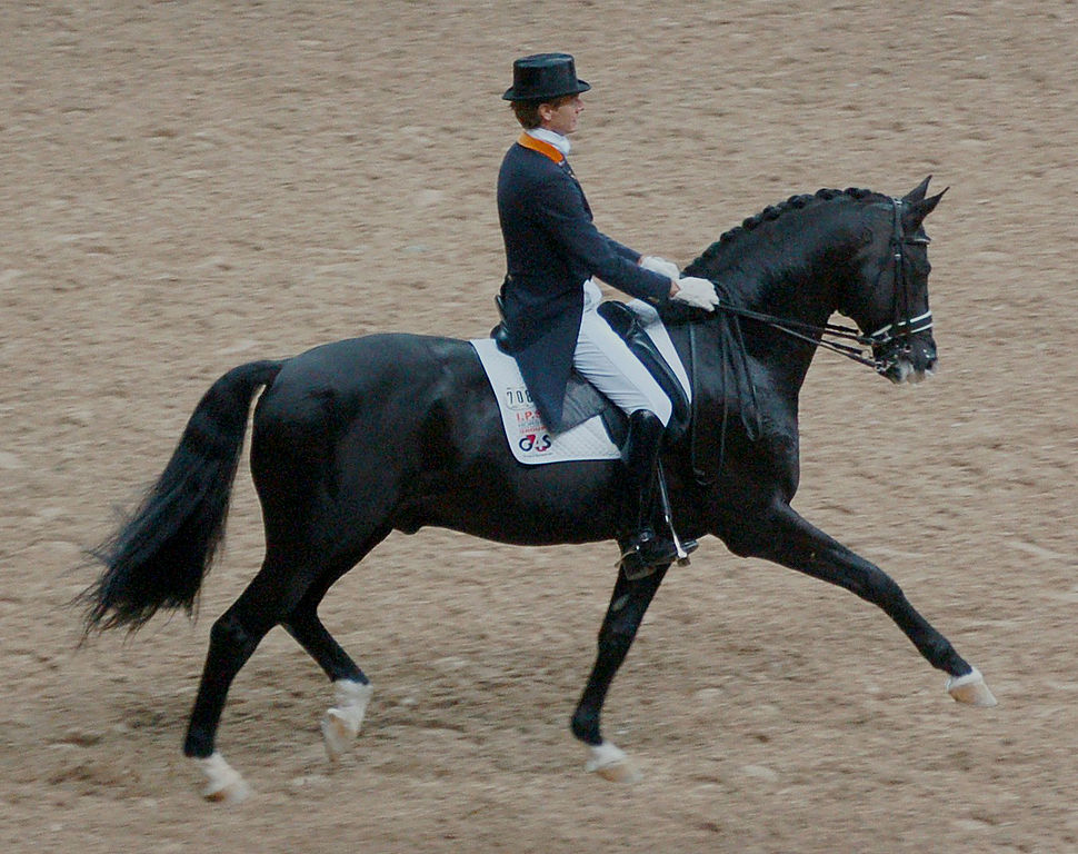 Dressurreiten