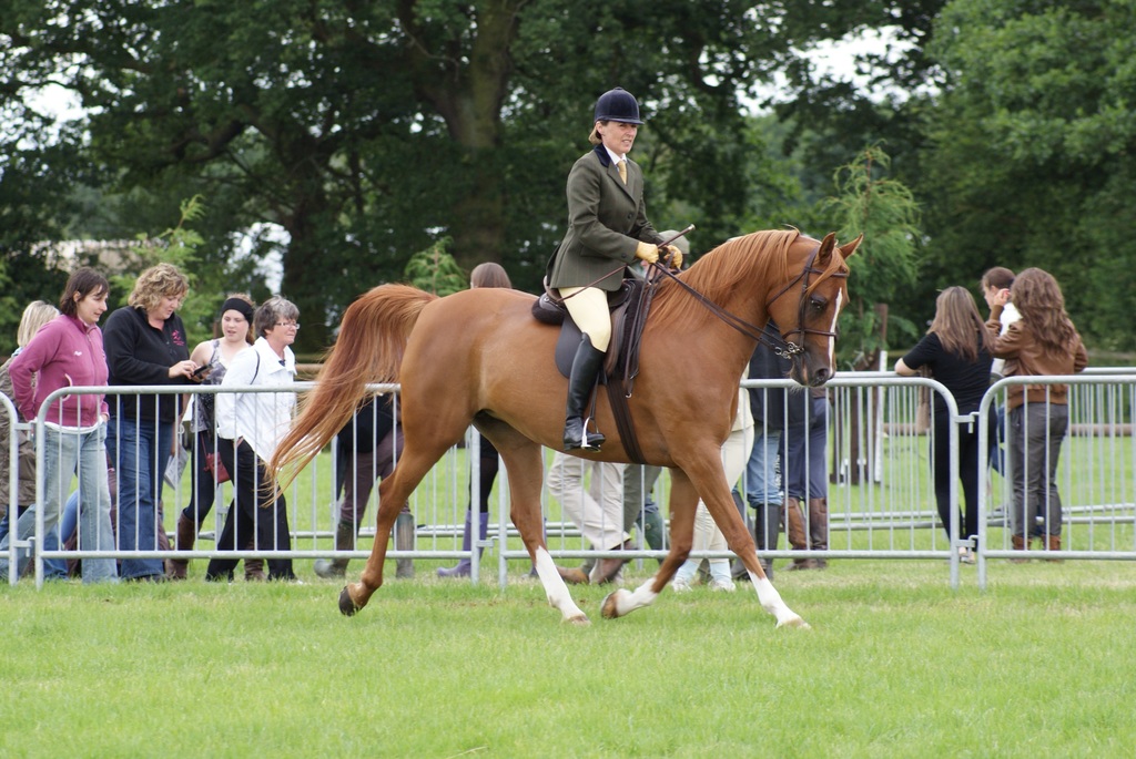 Westernreiten