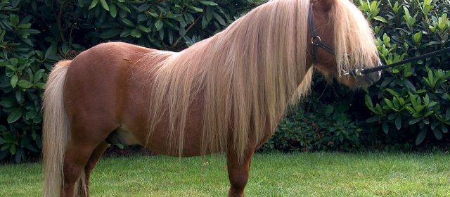 Pony